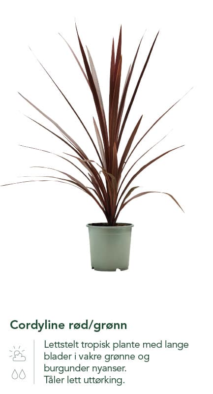Cordyline